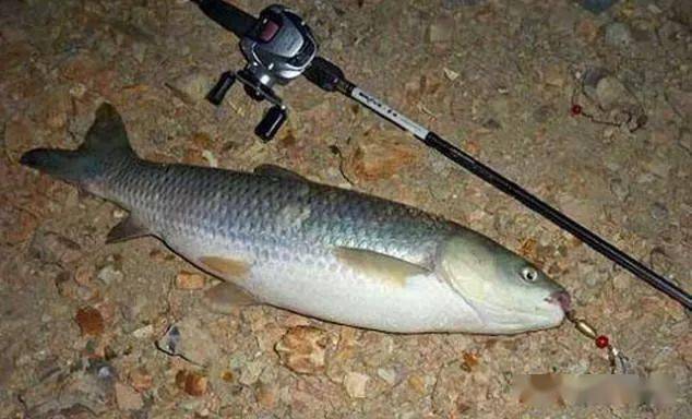 最省事的魚餌和最不怕泡的魚餌用這兩款魚餌釣魚可以包打天下了