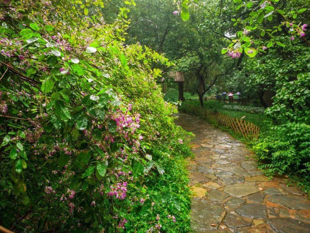 走进九月香山感受野花烂漫的别样风情