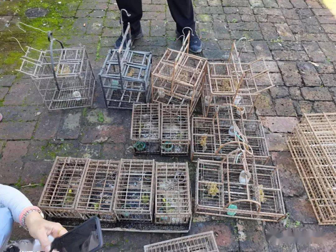 四家子村放飞黄雀2只,寄养黄雀4只,普通朱雀1只,云雀1只,销毁拍笼2个