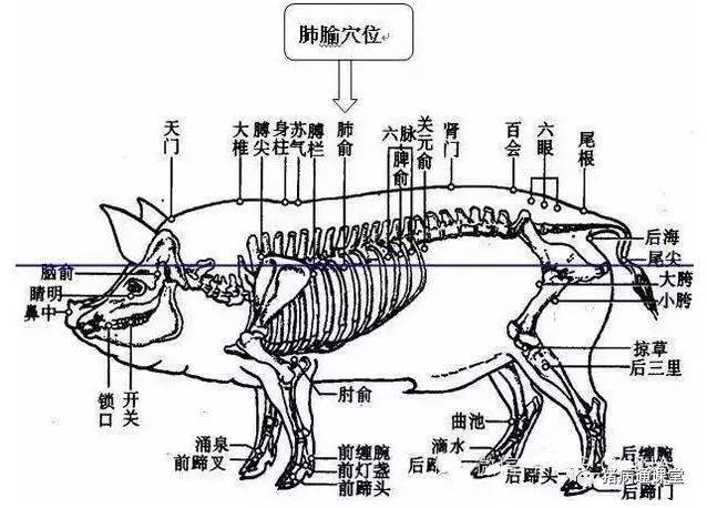 猪身上所有部位注射方法和注意事项还有比这更全的吗