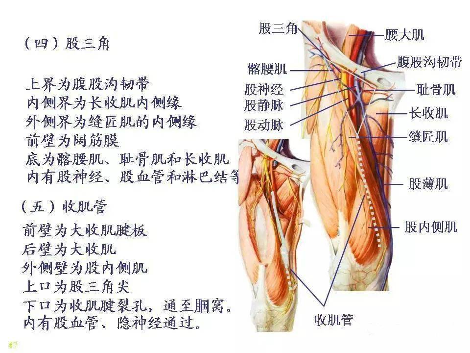 横纹肌解剖图图片