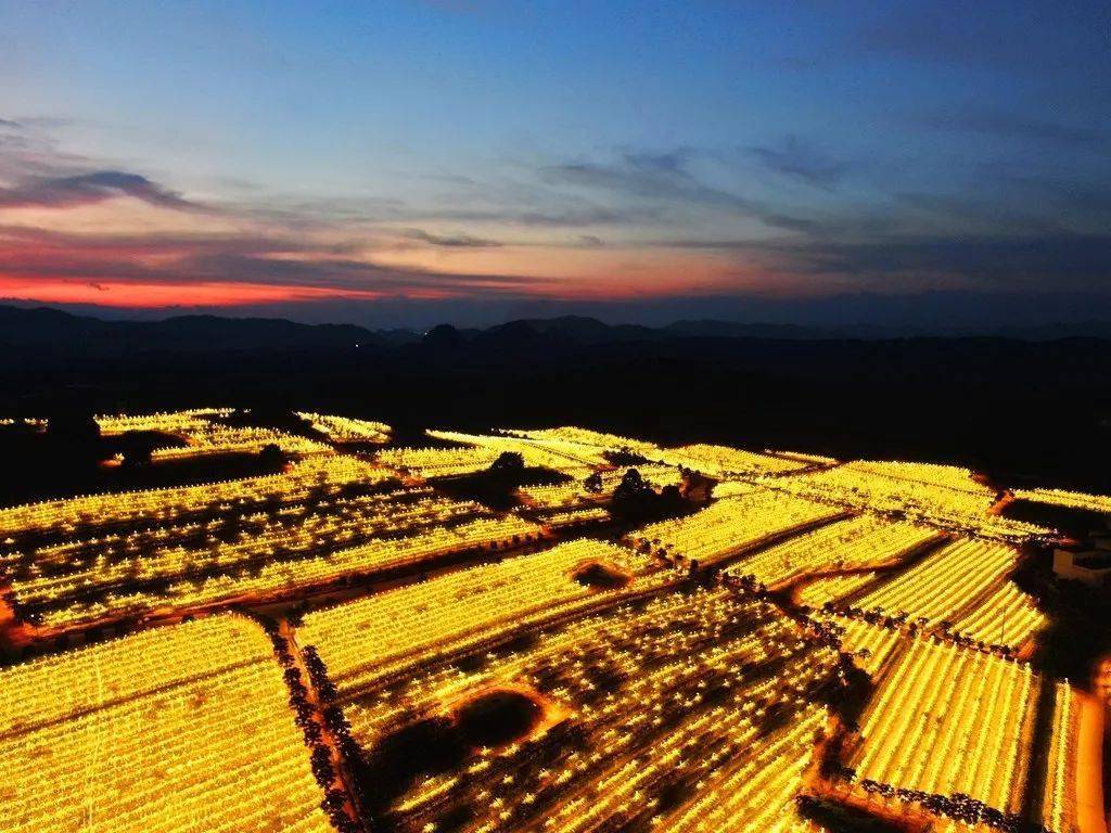 龙州这个地方千亩火龙果灯海美爆了!