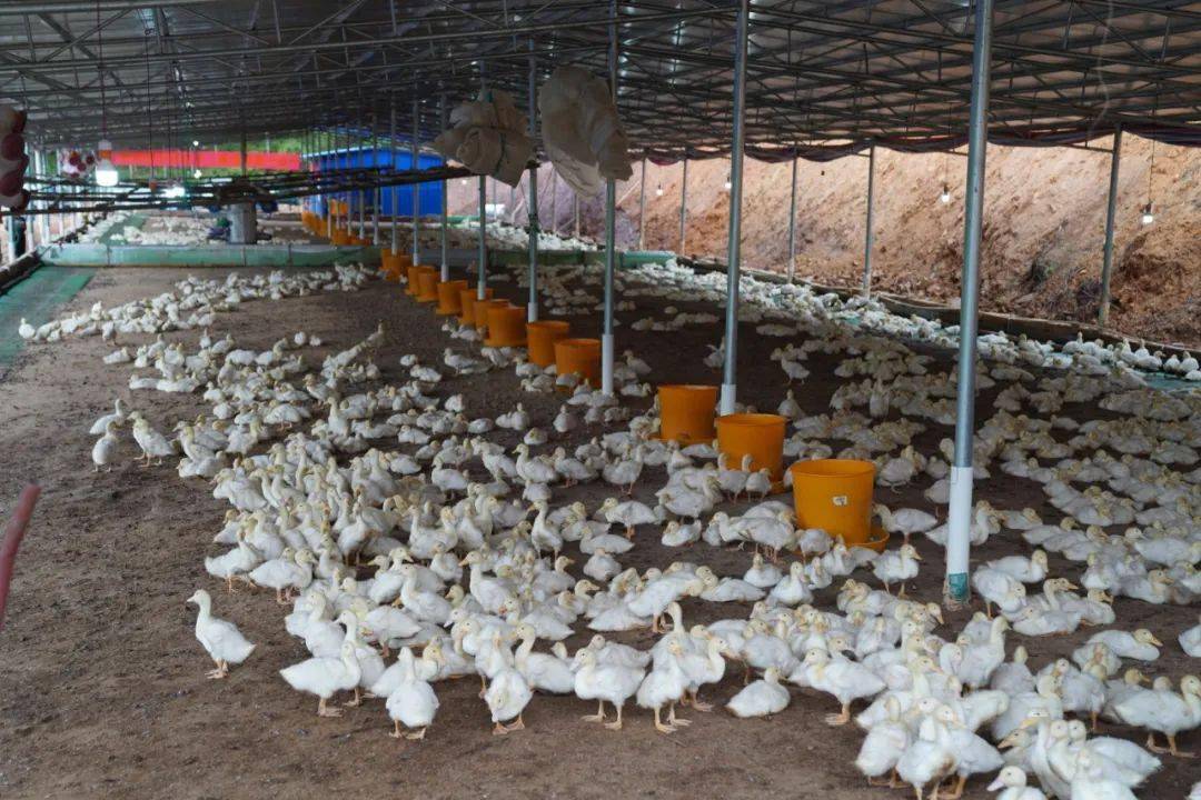 公正乡枯蒌村养鸭扶贫产业助推村级集体经济发展