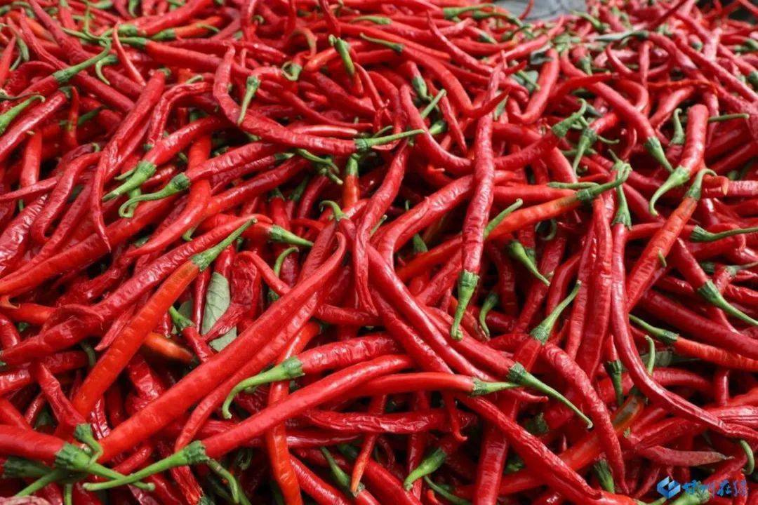 【农民丰收】甘州:红线椒"火"了群众生活