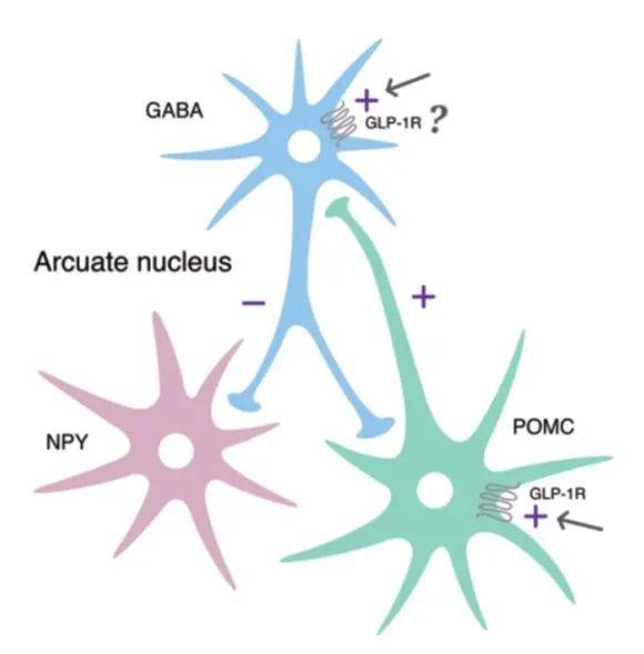 【eco-ico 2020】欧洲肥胖学会年会速递