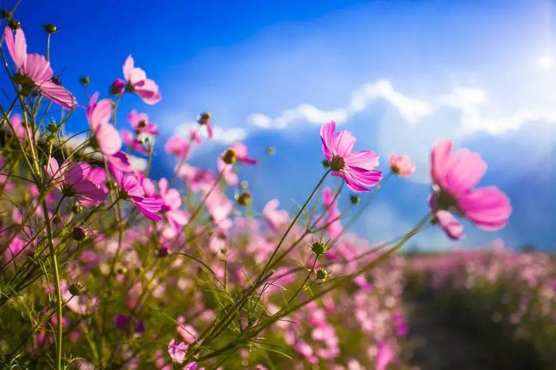 七彩云南花开四季秋天我们去看格桑花吧绚烂多彩的那种