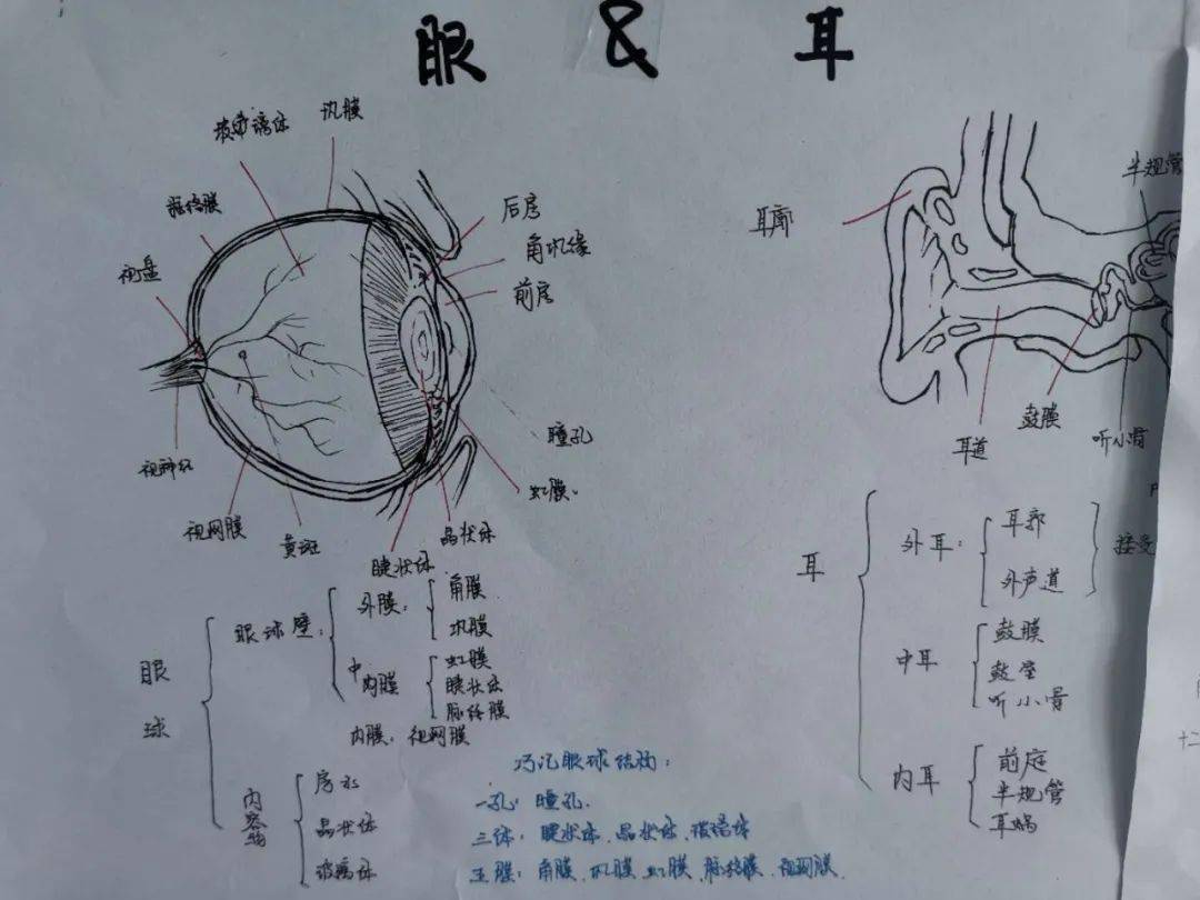 人体结构简图手抄报图片