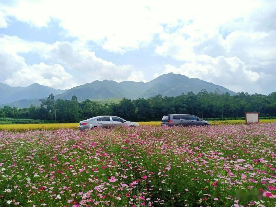 文圩羽生谷格桑花海,每一眼都是屏保!_蒙山
