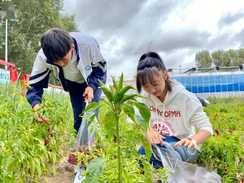 大興鎮中心學校學生在學校勞動教育基地採摘辣椒 楊思琪 攝