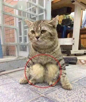 小胖猫乖乖蹲坐在地上,这姿势跟个小人儿似的,网友一看被萌翻_猫咪