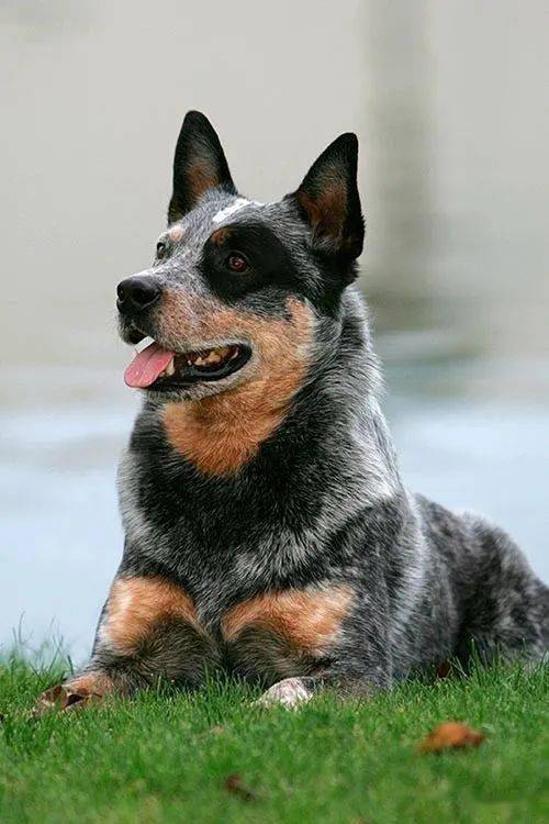 点指名犬——健壮,聪明的牧者,澳大利亚牧牛犬_品种