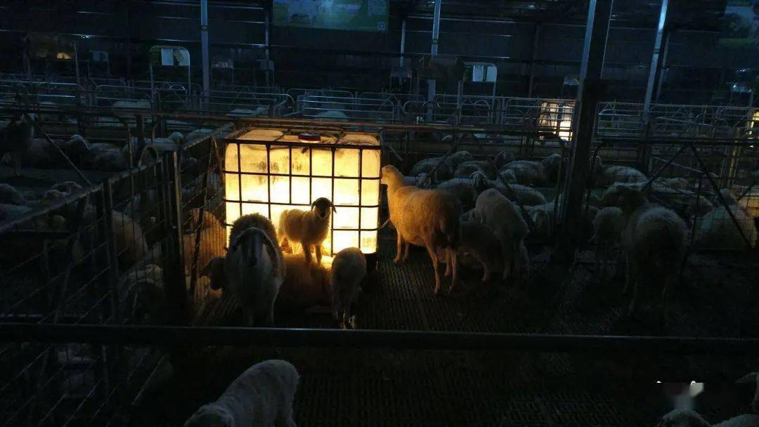 北方冬季羊舍保温图片
