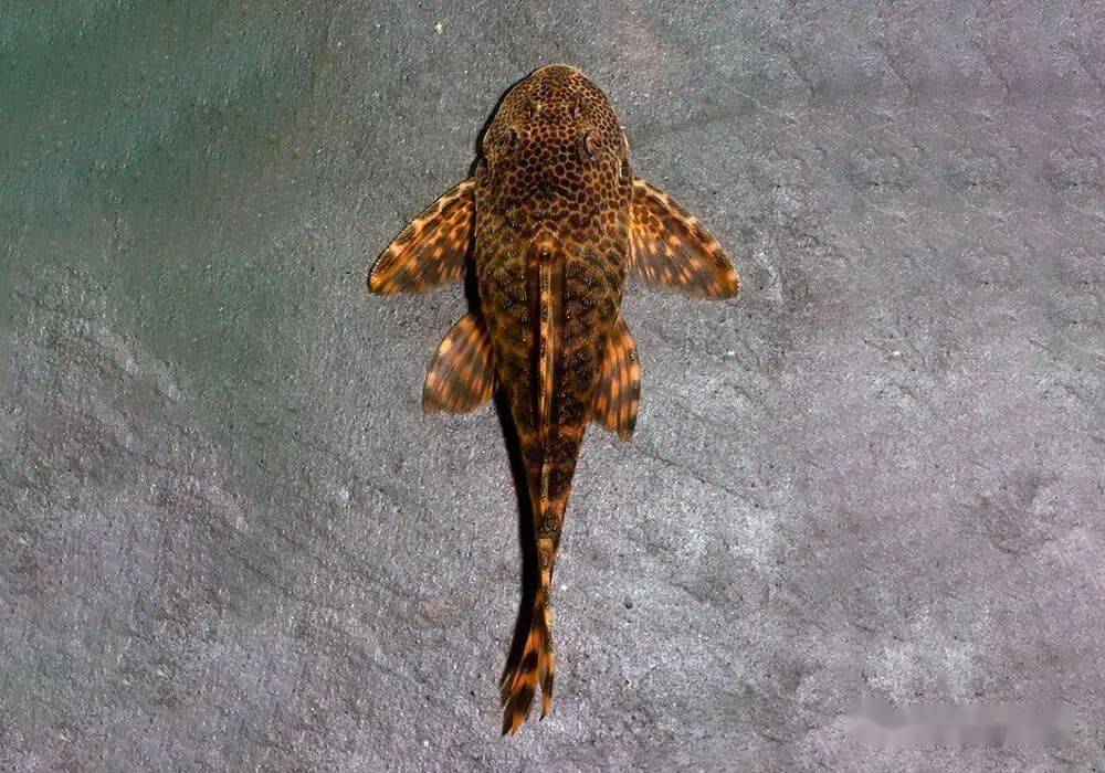 每天认识一种南美鱼101蛇纹美洲豹