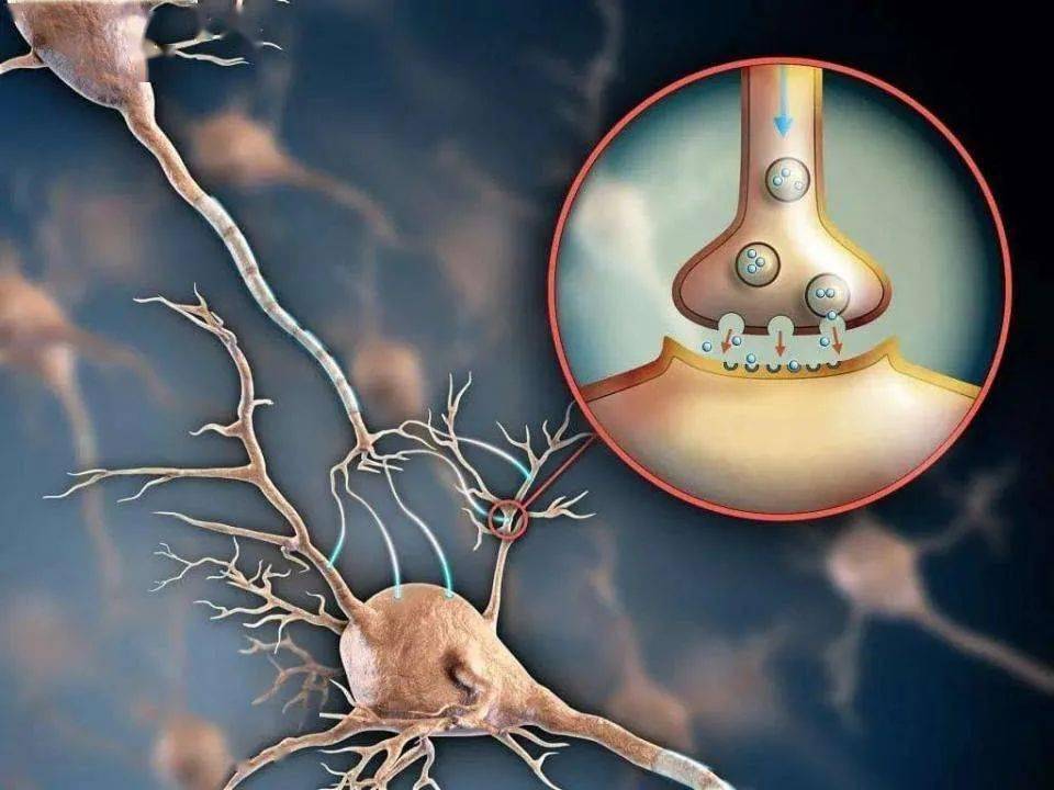 医学常识大脑神经递质功能失调导致抑郁症的产生