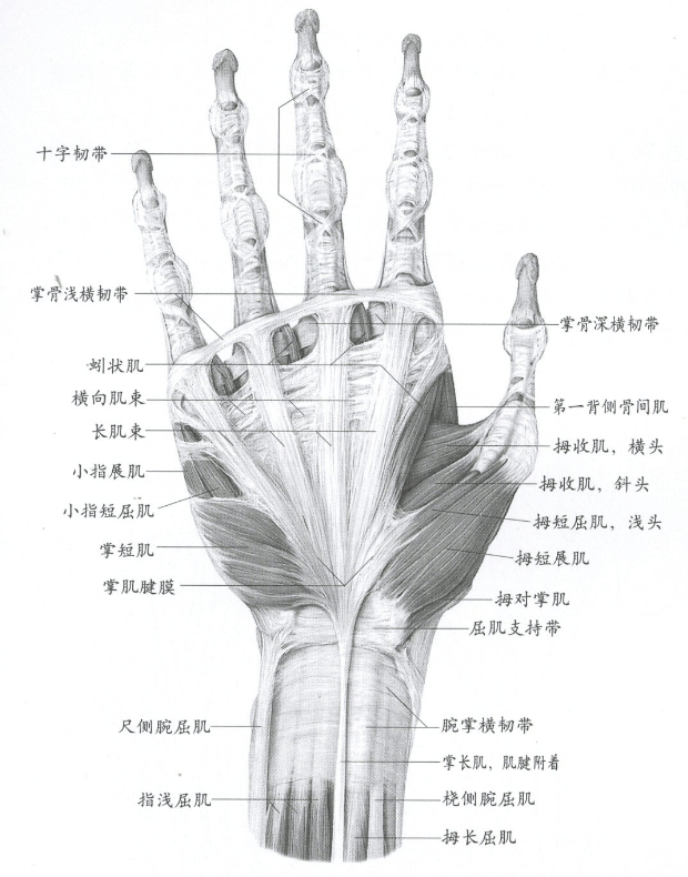 手掌的解剖图及名称图片