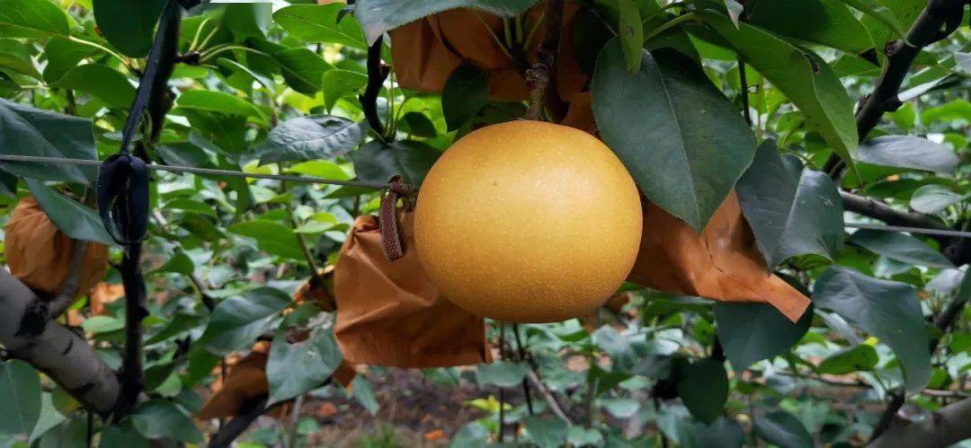 邻居购物当季山东秋月梨直送梅陇社区果形饱满皮薄肉厚入口化渣现摘现