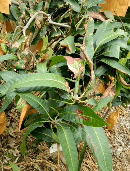 这些都是芒果炭疽病?你家果园这样吗?