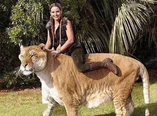 日本成功繁殖出狮豹兽,世界上仅有3只,体形巨大却存在基因缺陷