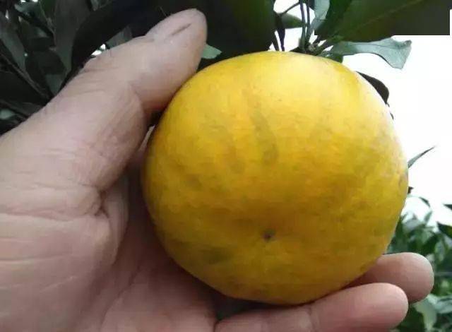 柑橘未熟先黄是个什么情况?原因多种多样!