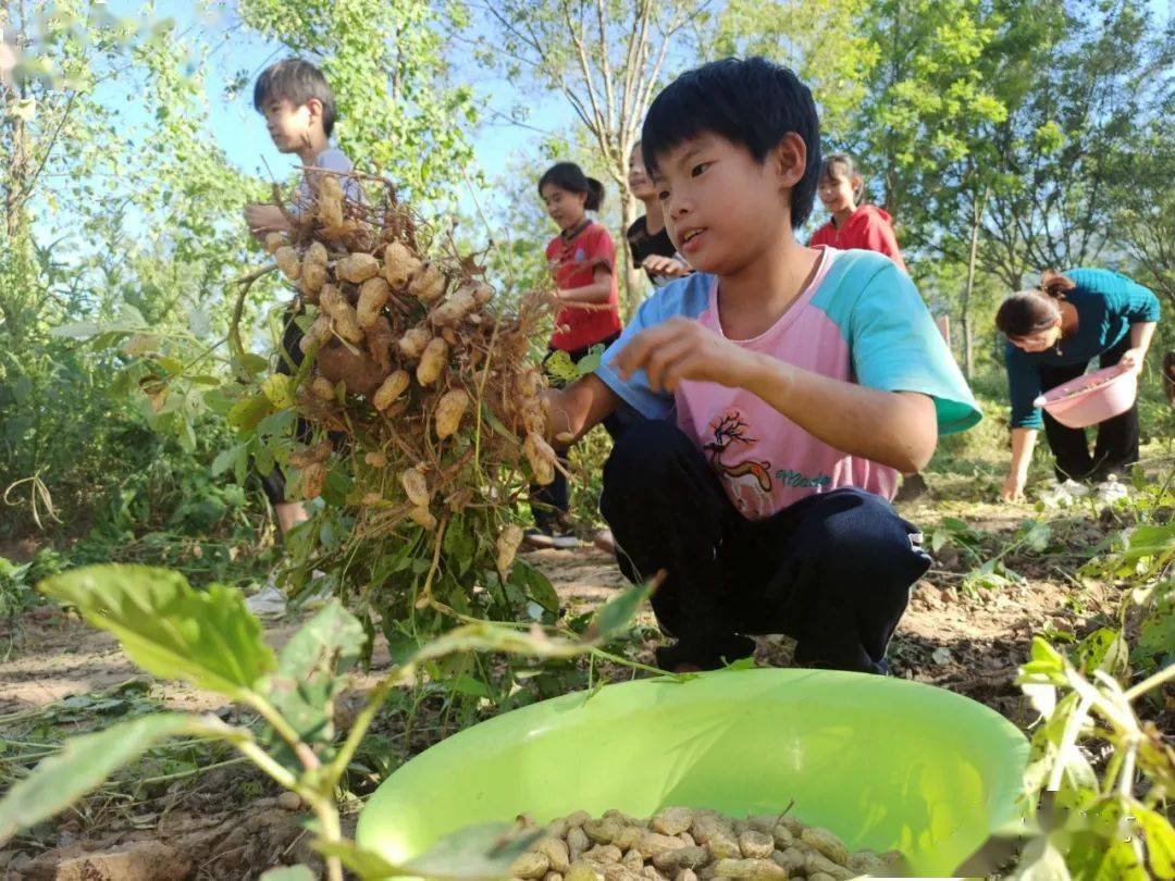 临西县玉兰小学开展刨花生劳动实践课
