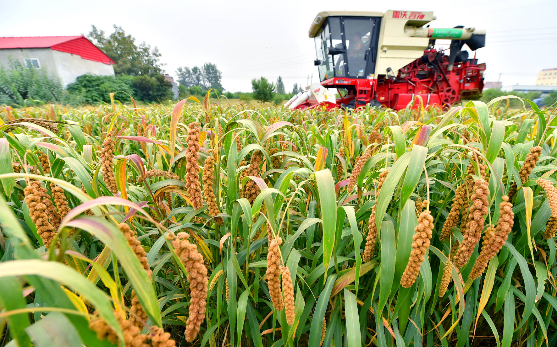 收获忙9月21日,在河北省石家庄市藁城区南桥寨村,农民驾驶大型农机