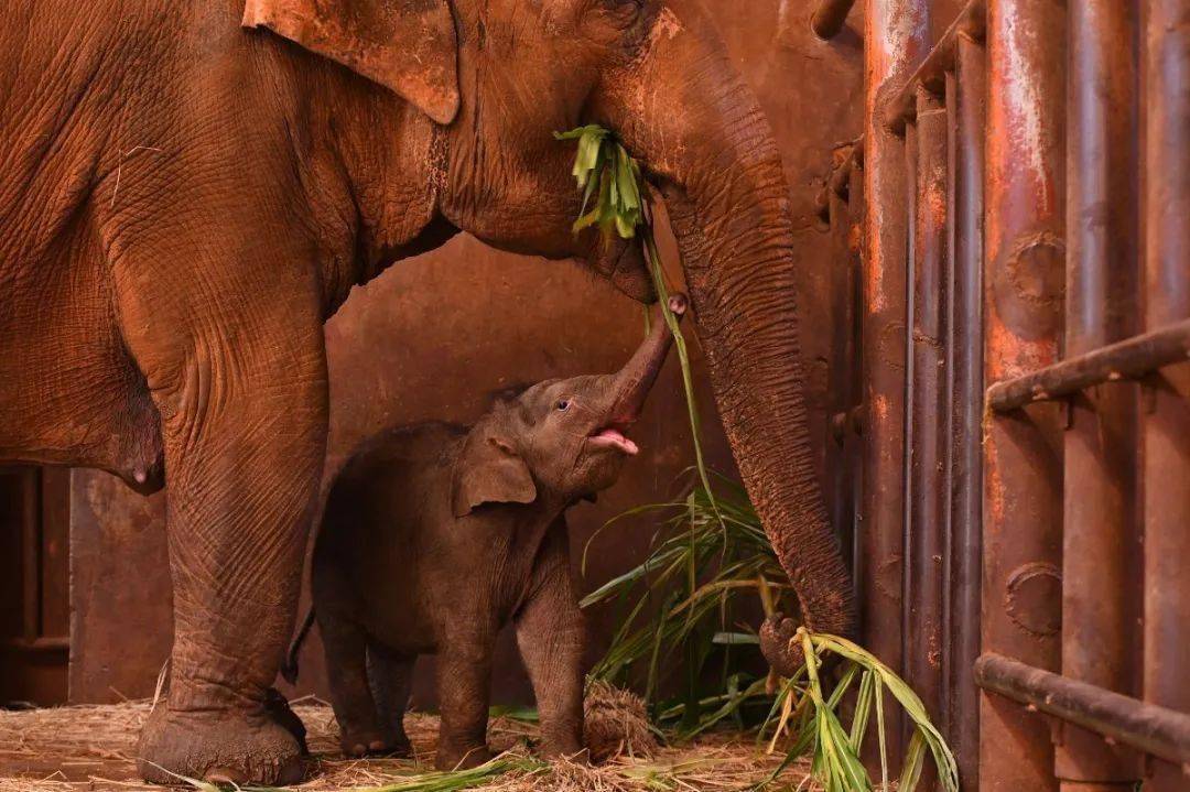 投票丨昆明动物园象宝宝10个名字待选,叫什么你说了算!