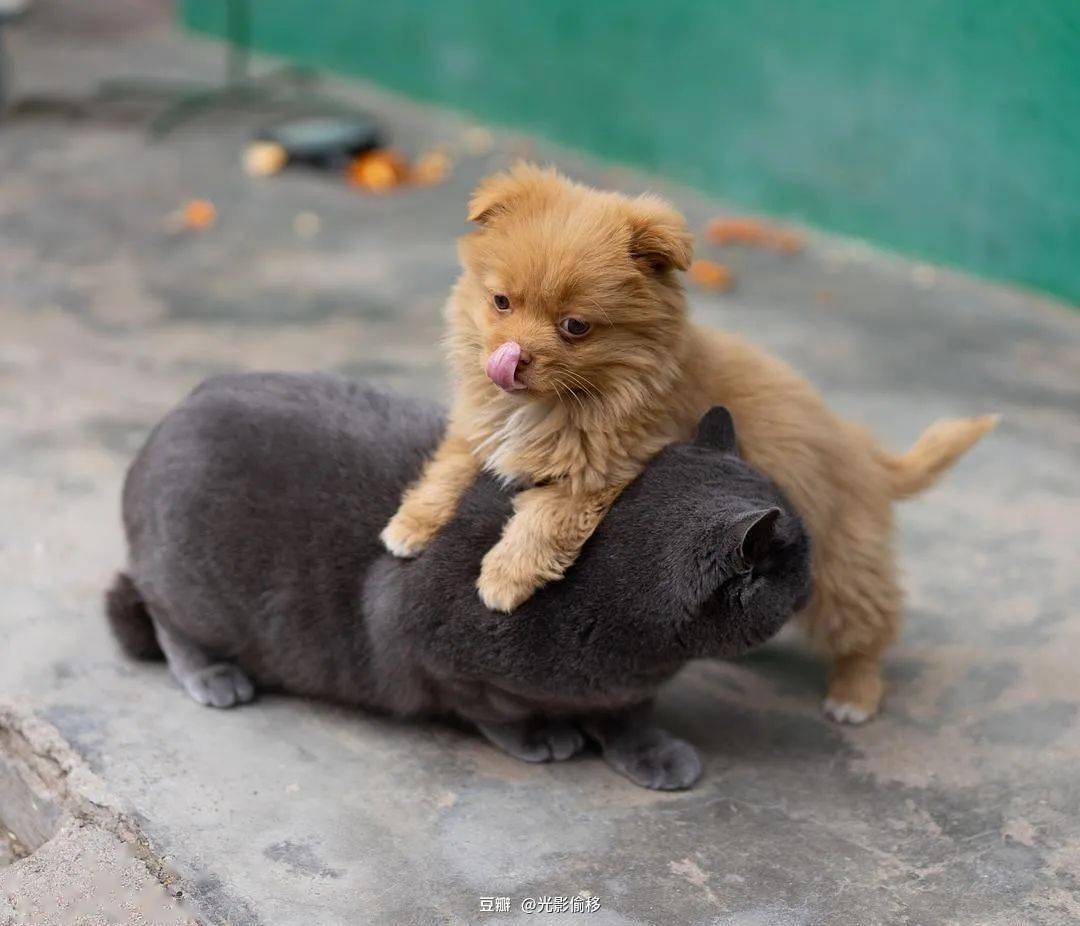 动物间的社交活动一点也不单调