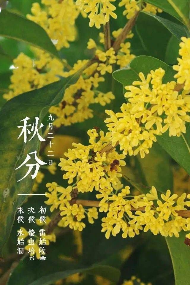 科普每周学明迎秋分丹桂飘香菊黄蟹肥正是一年好时节