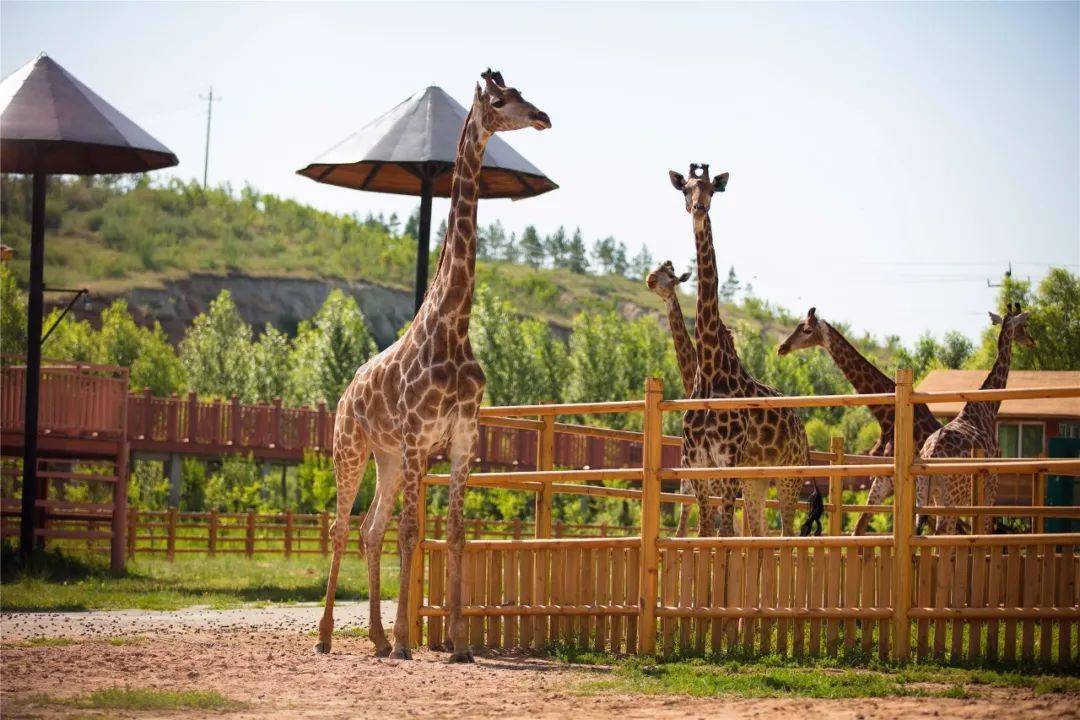 品美食·赏美景·迎国庆活动主题动物园前门区广场活动地点10月1日