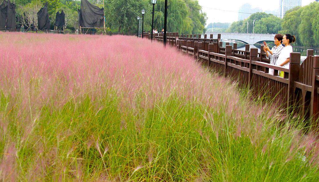 河南许昌粉黛乱子草盛开游客置身粉色海洋