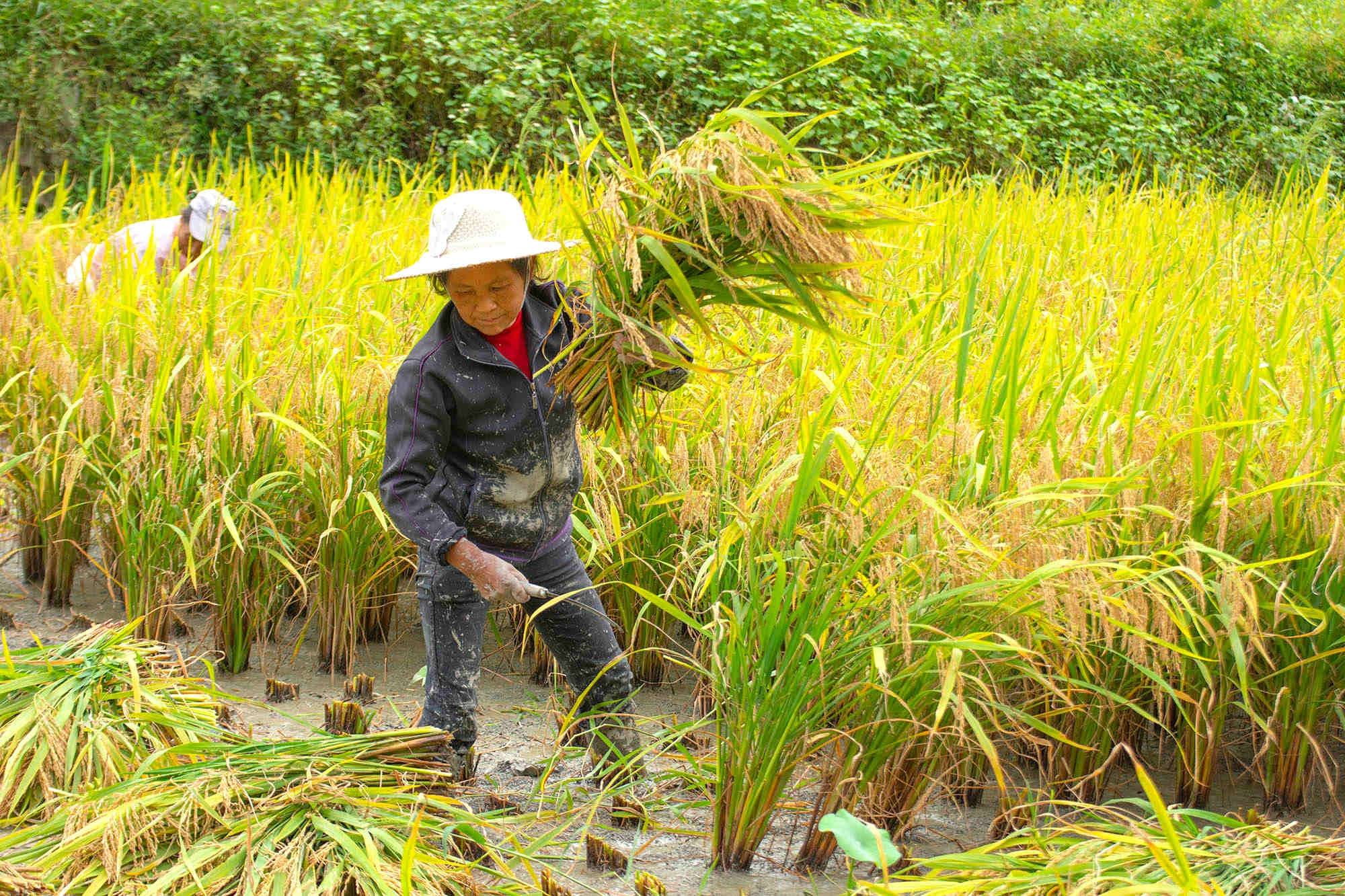 手工割稻:现代农业中罕见的风景_手机搜狐网