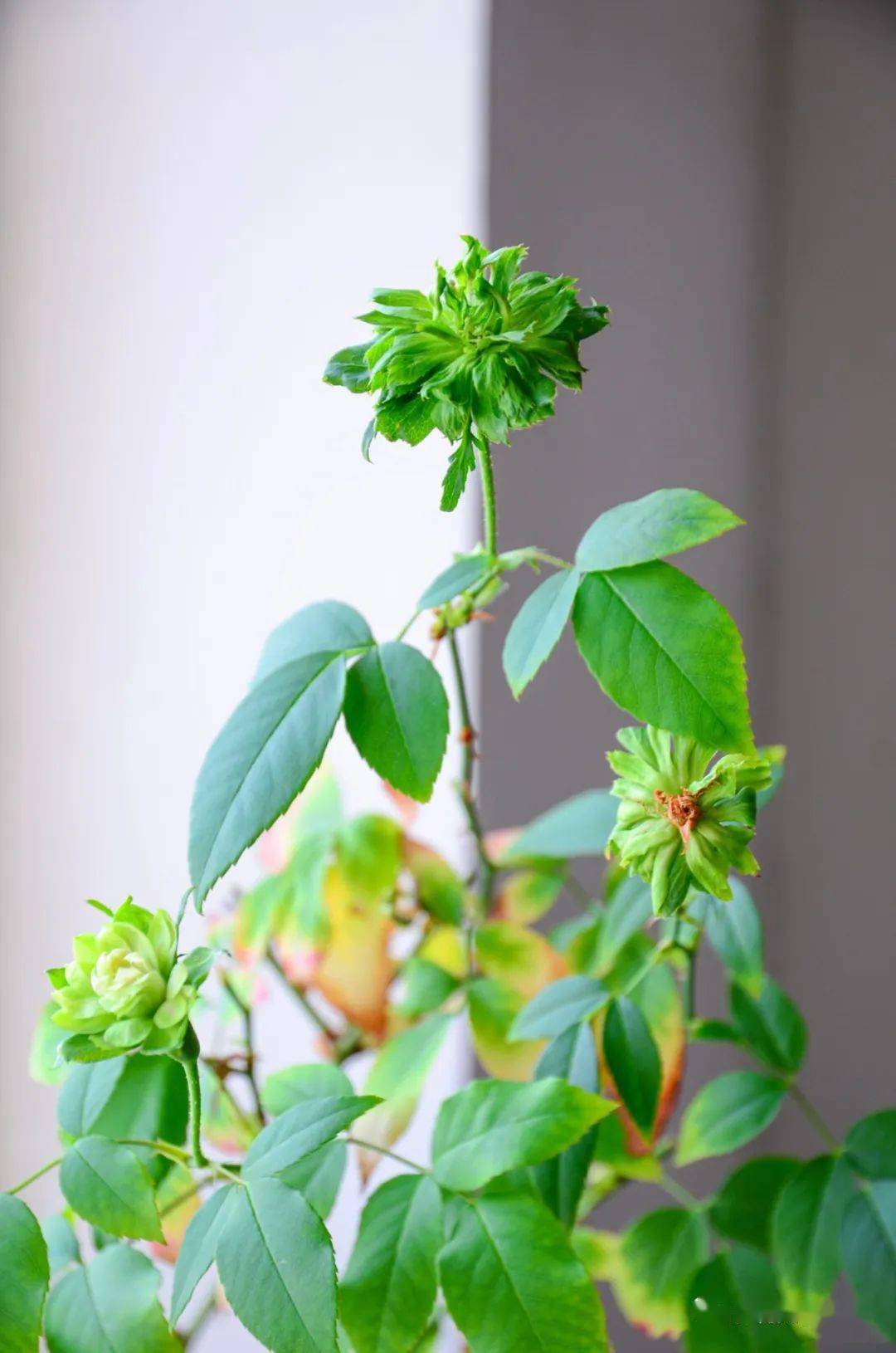 5种绿色的月季花不一样的好看绿得仙气飘飘