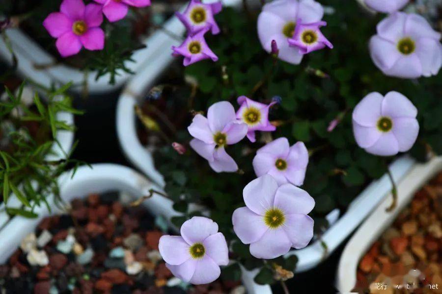 酢浆草已开200多种真的