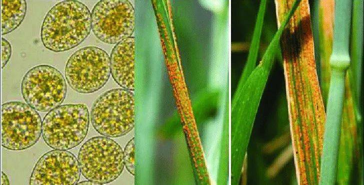 小麦条锈病夏孢子图片图片