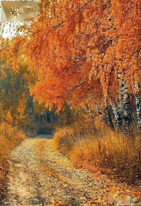 一曲《秋之歌》开启俄罗斯最美的秋天!