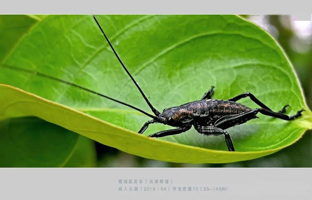 覆翅螽一只触须长达12cm外观奇特鸣声特殊的昆虫你见过吗