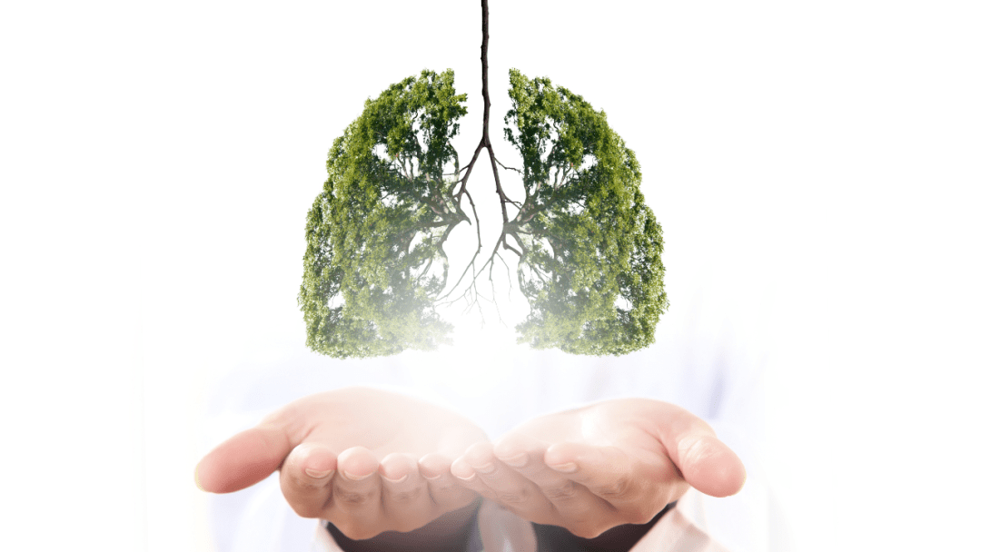 打卡营招募秋季养肺这个比喝水还简单的妙招你还没get到