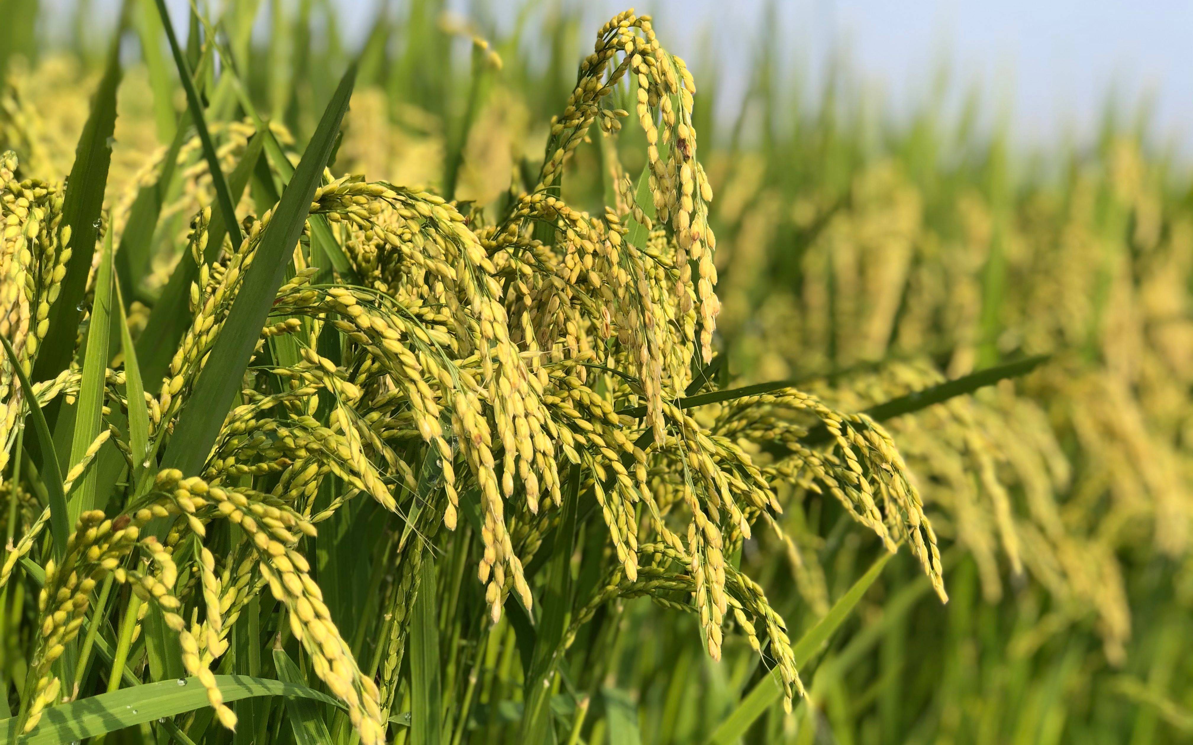 双季稻最低收购价上涨1分钱 农业农村部:信号意义大于增收意义 _籼稻