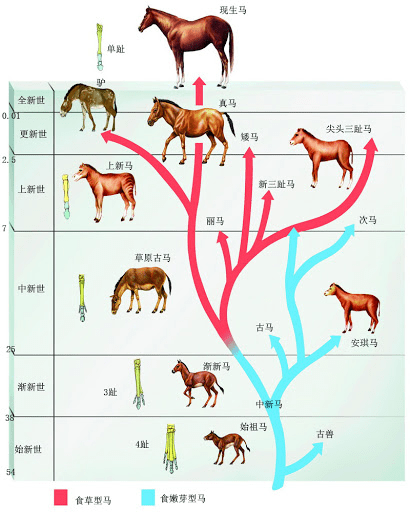 在新生代的大部分时间里,中国大地上可以说遍地跑犀牛,然而现生的犀牛