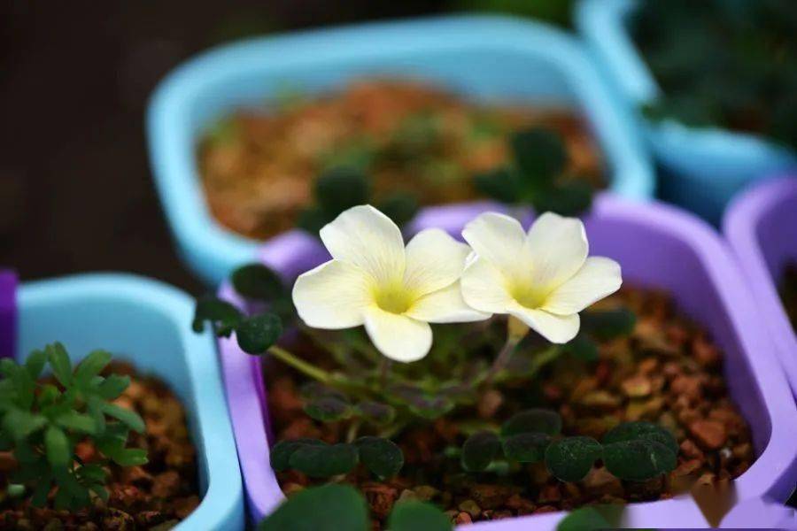 酢浆草已开200多种真的