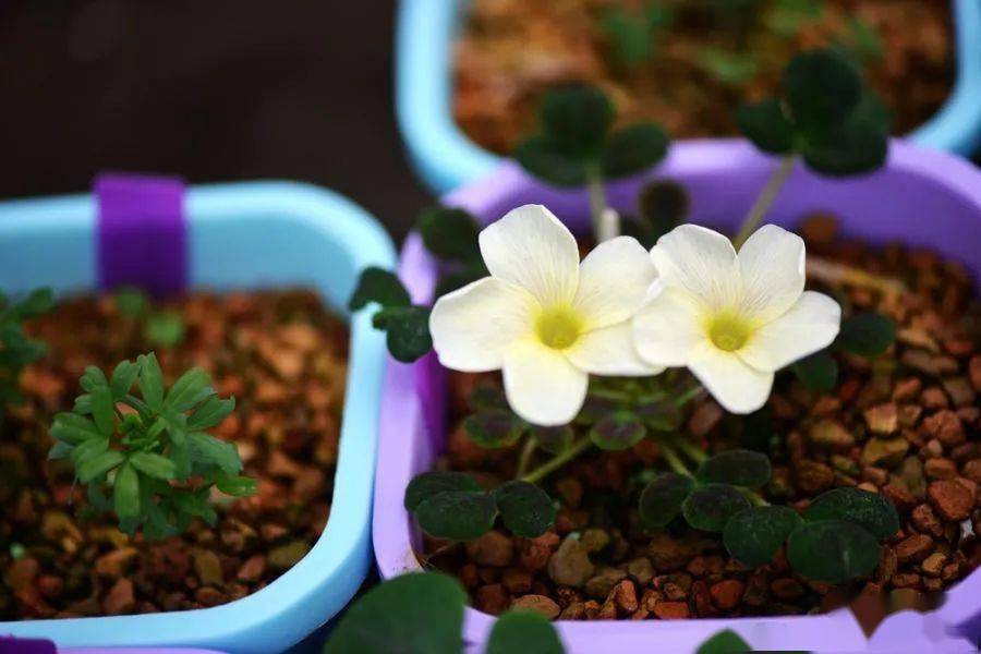 酢浆草已开200多种真的