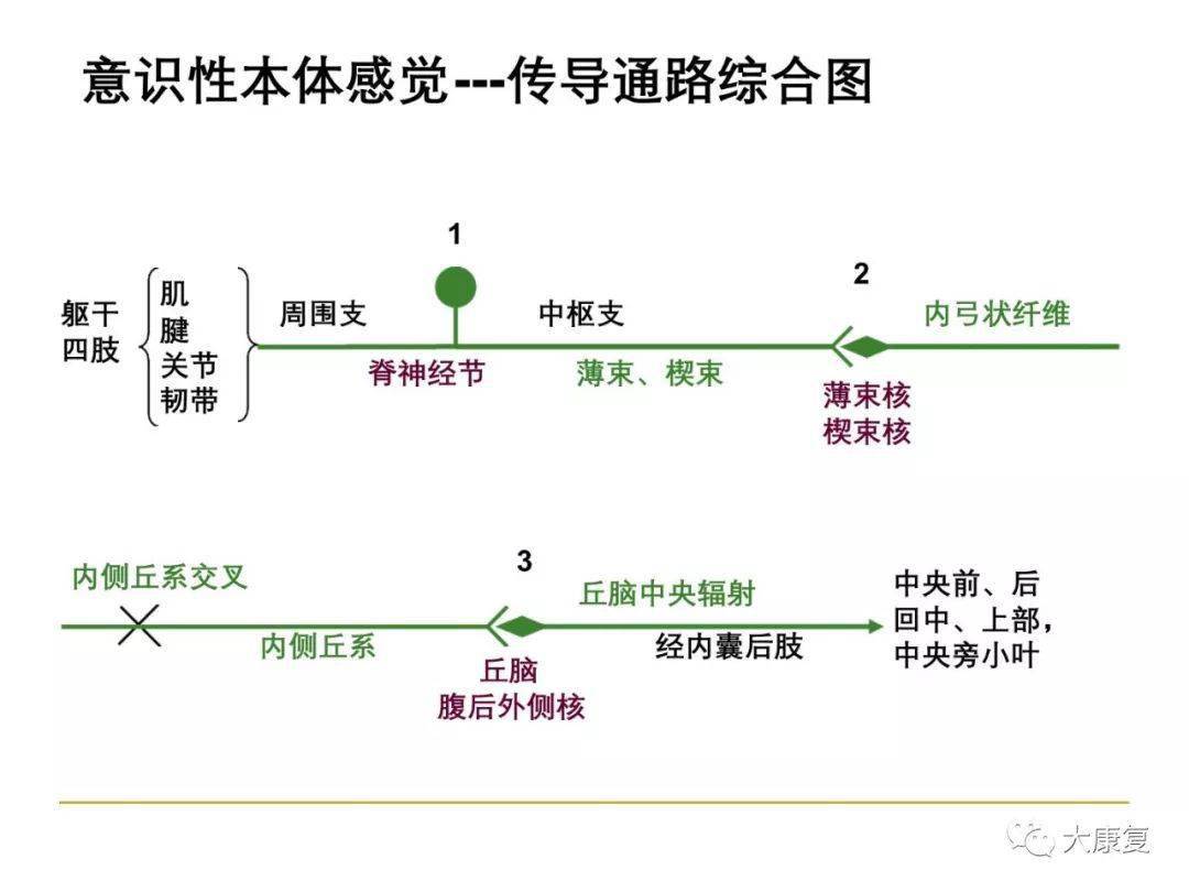本体感觉训练在康复治疗中的应用