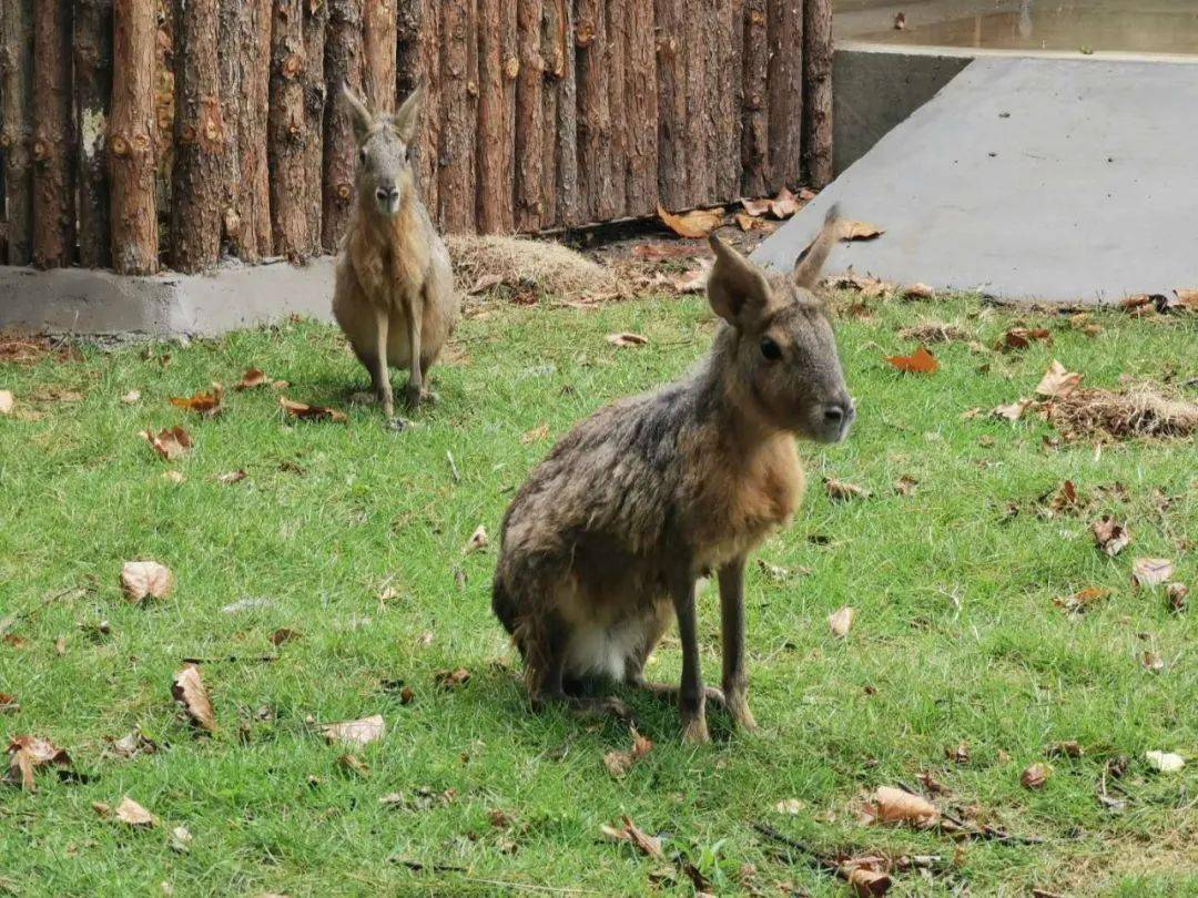 快來看!合肥野生動物園小動物