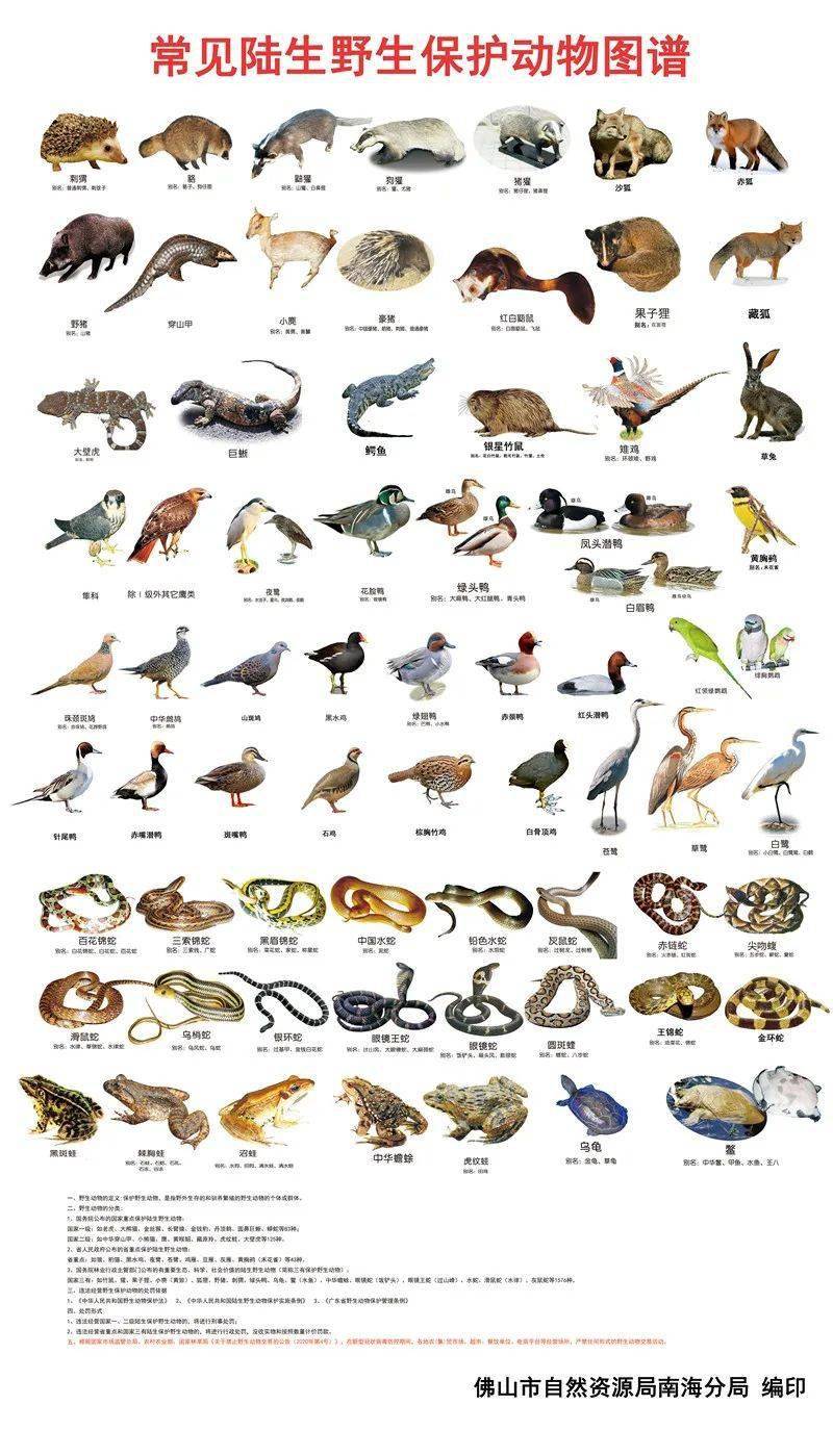灭绝动物名单名字图片