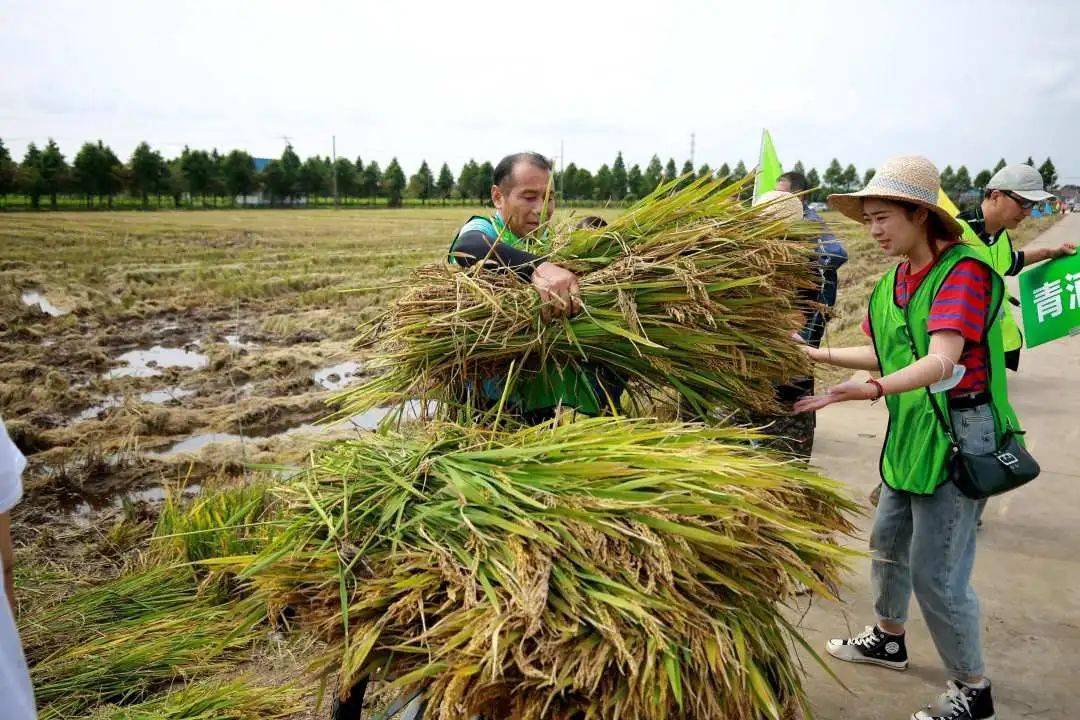 热火朝天上海市第一届农民体育健身活动周水稻收割比赛精彩不断