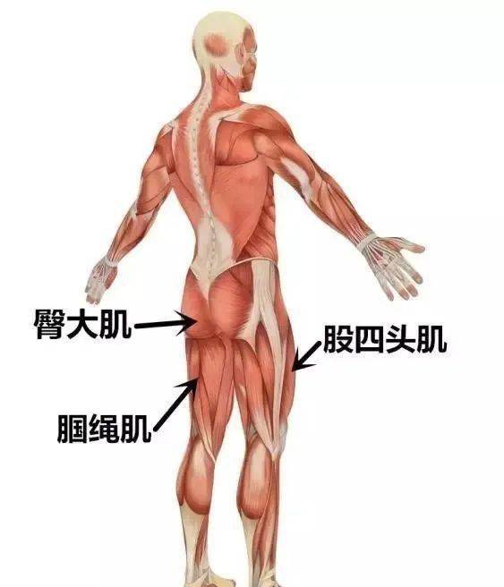 臀肌位置图图片