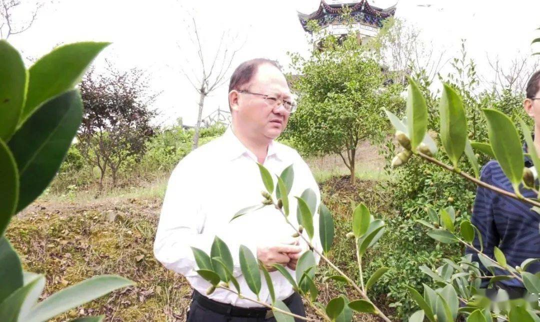 周舟先后走进栖凤油茶园,贵州恒生源农业开发有限公司分别就我县油茶