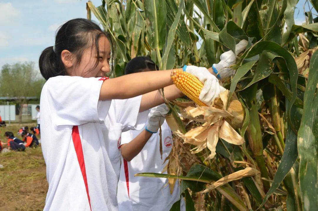 校园动态高村中学课堂开到田地间让劳动教育在泥土里生根发芽