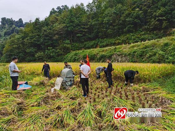 新晃2万干群助农抢收水稻_谭智超