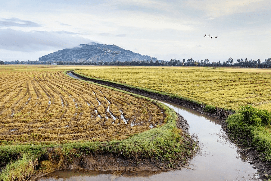 生物质炭施用对不同深度稻田土壤有机碳矿化的影响